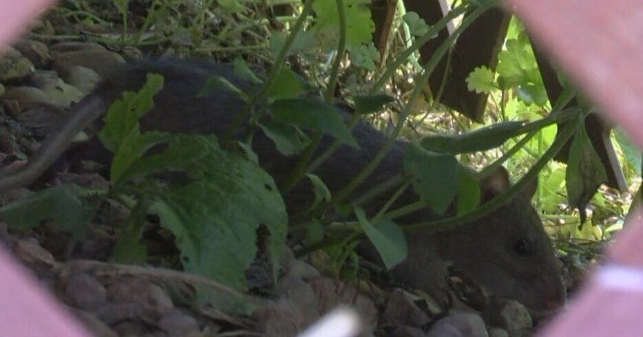 Rat Explode Rat population