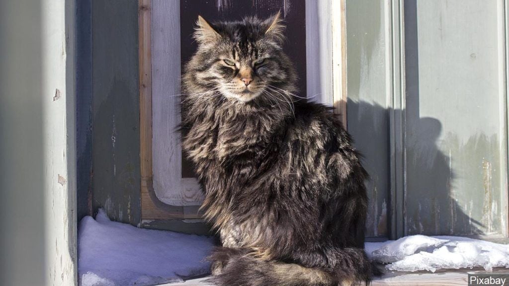 Feral Felines Barn cats up for adoption at Chippewa County Humane