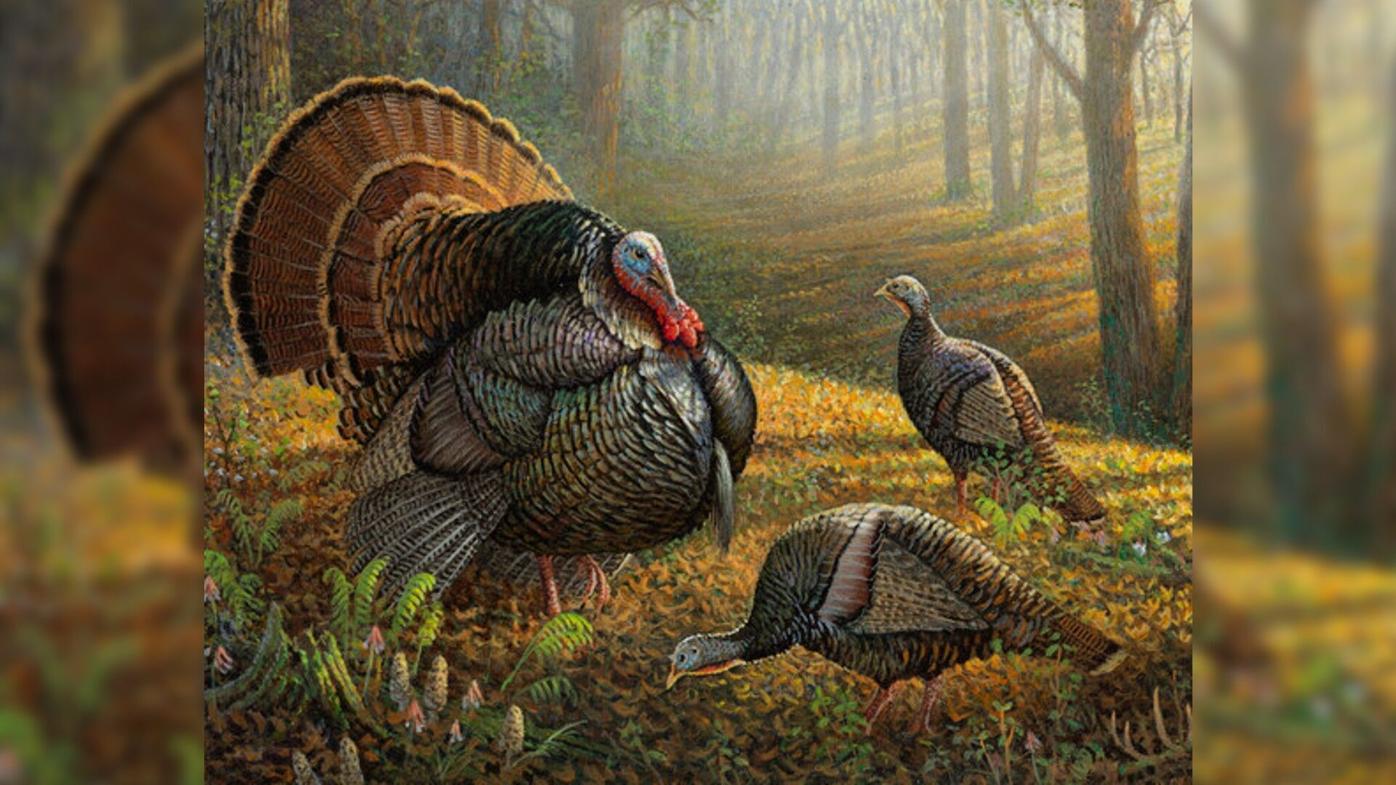 wild turkey wallpaper