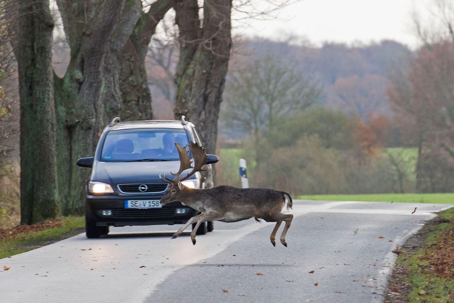 Forget sharks and bears – it's deer that you should worry about