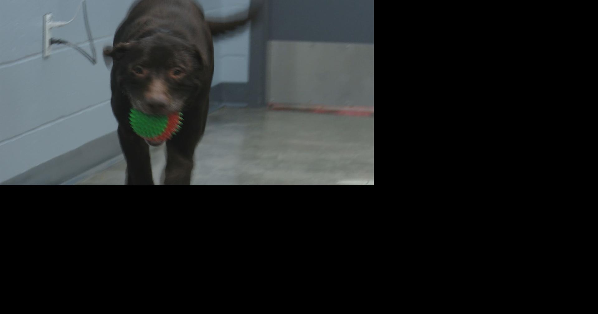 Cold weather brings safety concerns for pets | Eye On Eau Claire