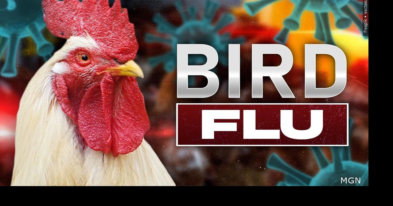 Bird flu cases confirmed in Jefferson, Walworth counties; millions of ...