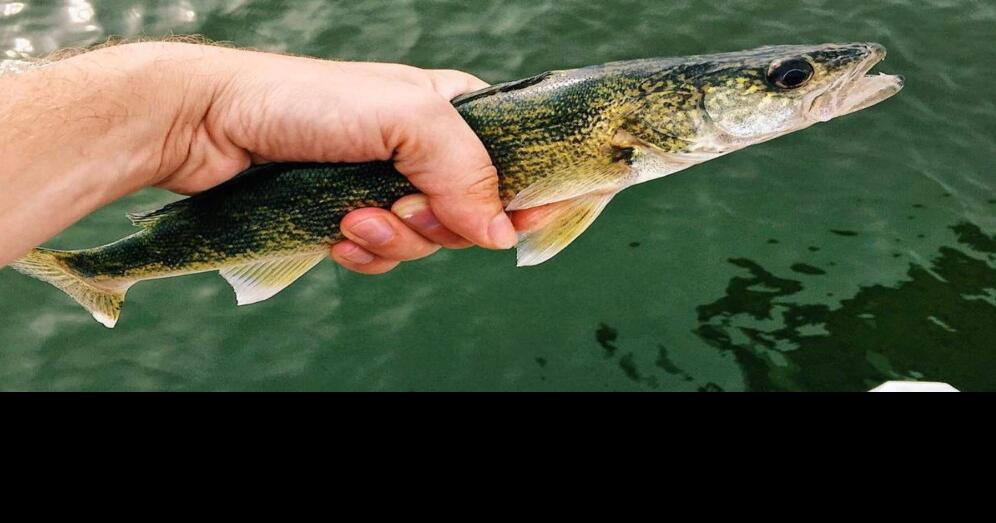 Wisconsin walleye threatened by warming waters