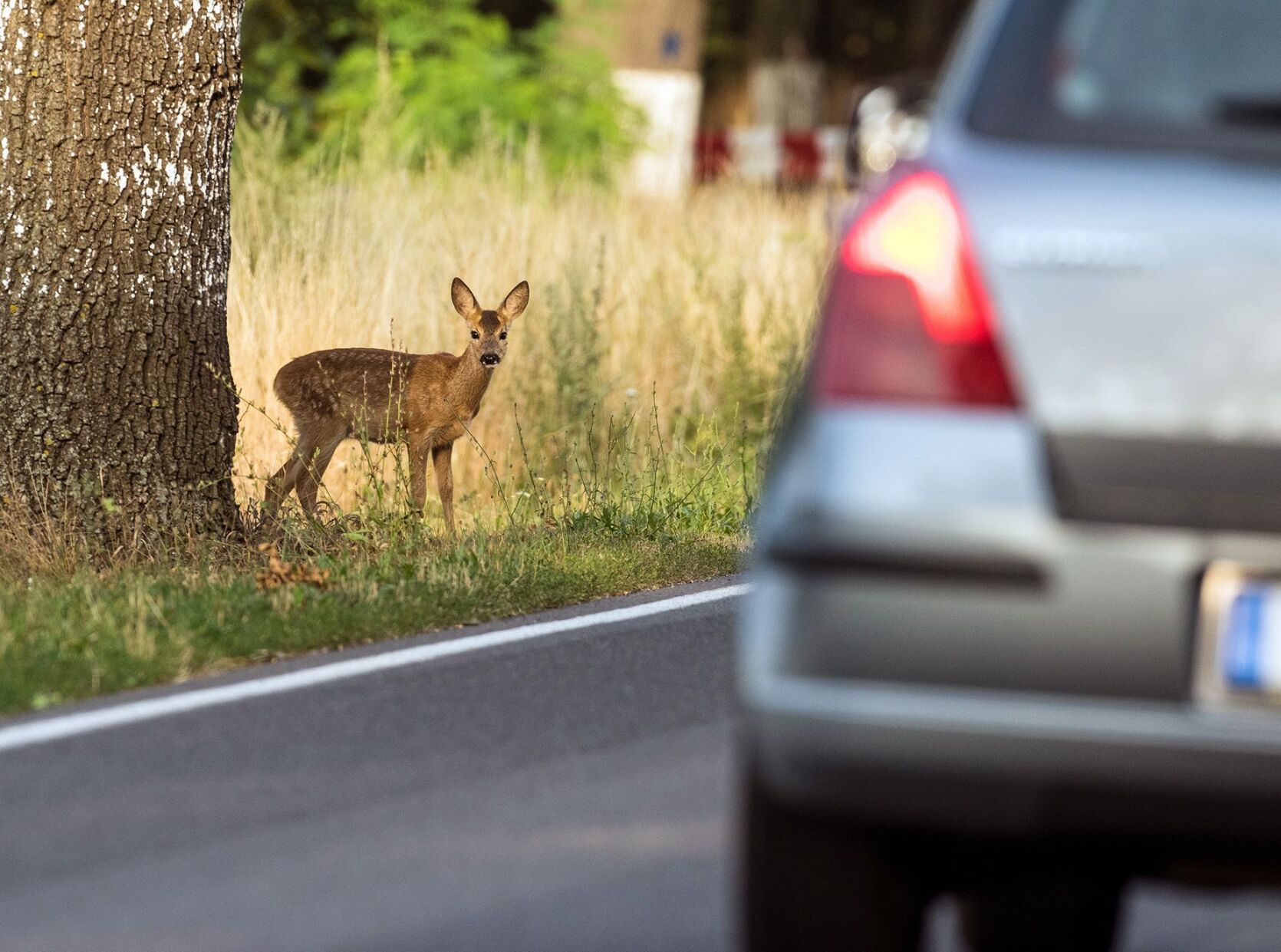 Forget sharks and bears – it's deer that you should worry about