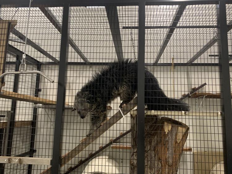 Old and new faces coming to Irvine Park Zoo Zoology