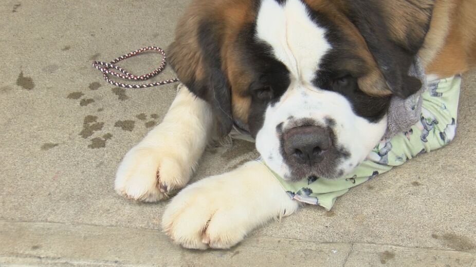 St bernard westminster hot sale dog show 2018