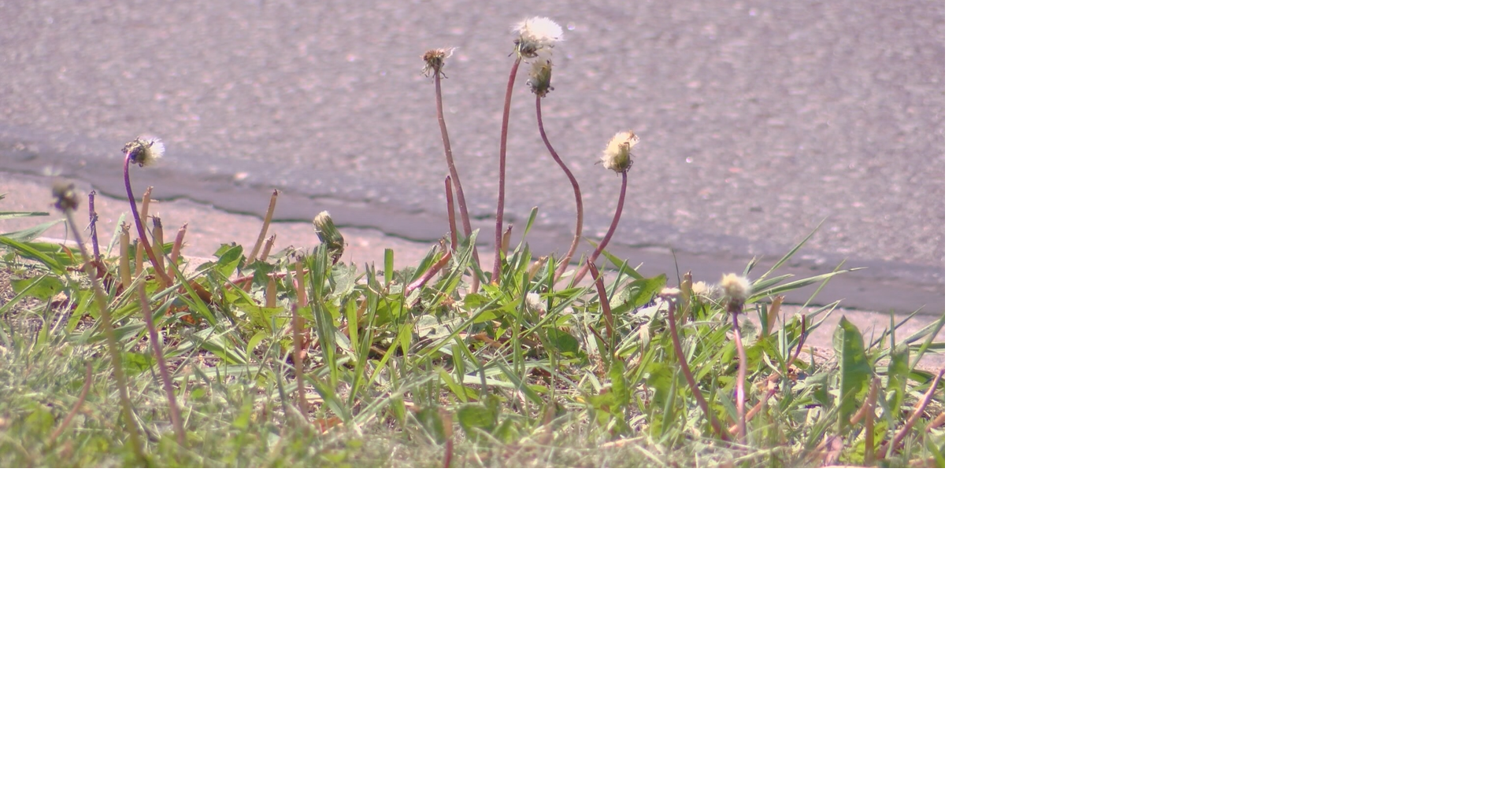 Warm weather brings seasonal allergy struggles