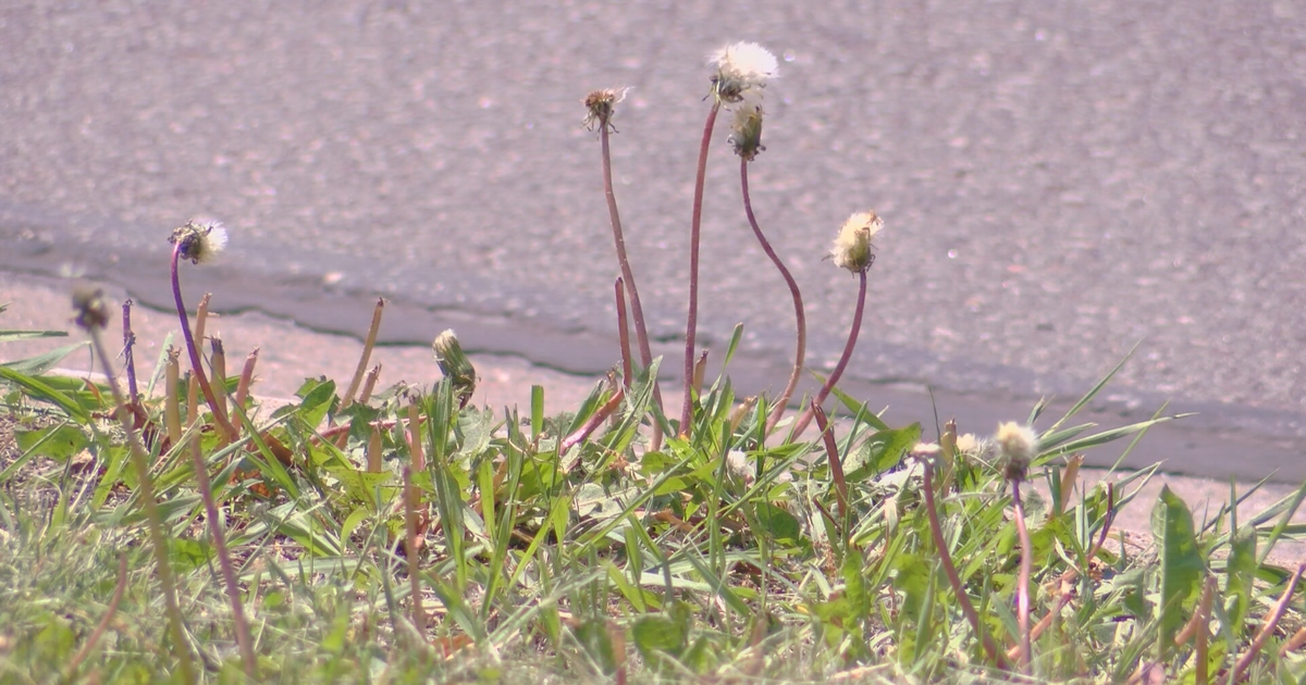 Warm weather brings seasonal allergy struggles