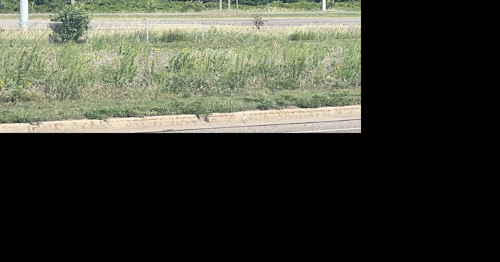 You Ask, We Answer: What's the status of the City of Eau Claire's pollinator project?