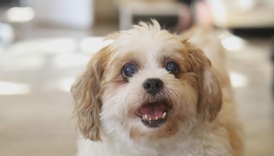 Bob's House for Dogs expanding, plans to take in cats News