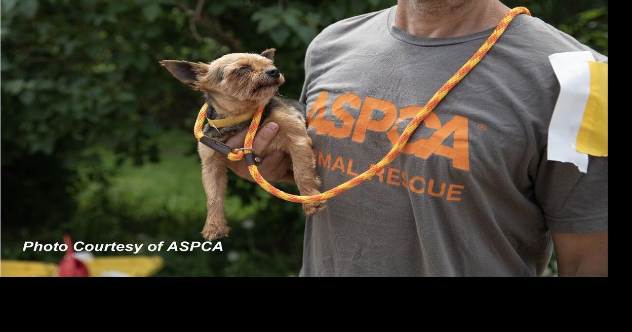 Pepin County man pleads guilty in dog mistreatment case Crime and