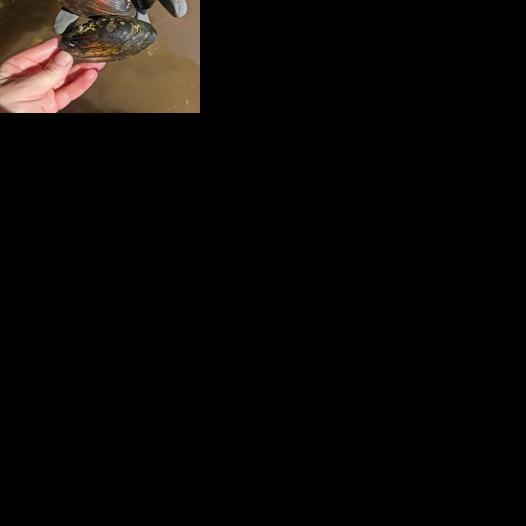 Beaver Creek Reserve asks volunteers to help rescue stranded mussels on Chippewa River