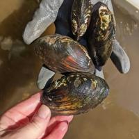 Beaver Creek Reserve asks volunteers to help rescue stranded mussels on Chippewa River