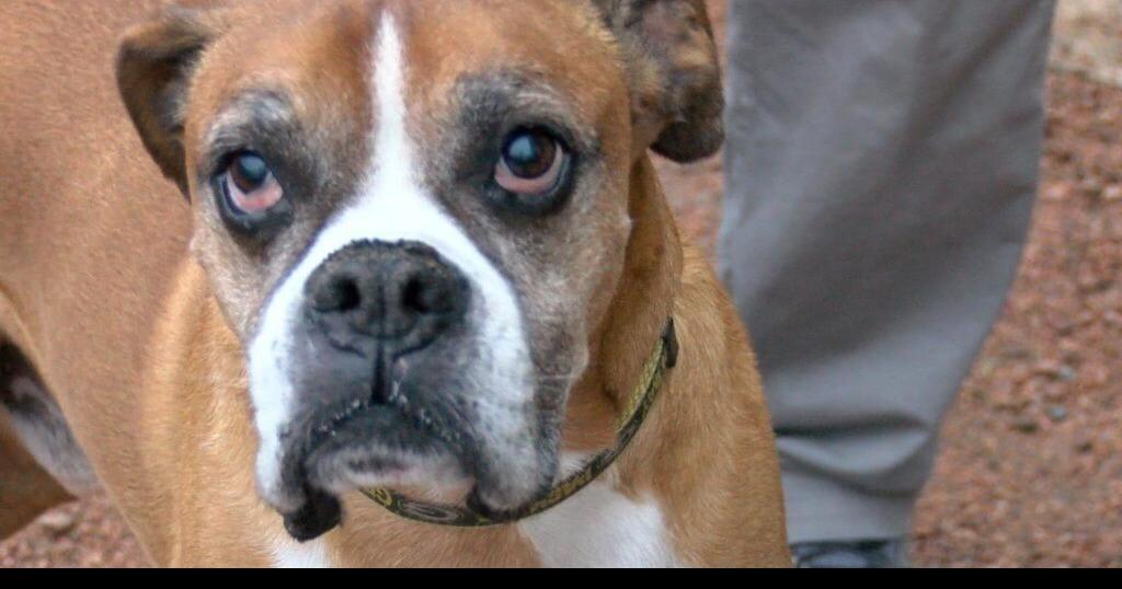 Not all dog owners are paying required fee at Eau Claire dog park