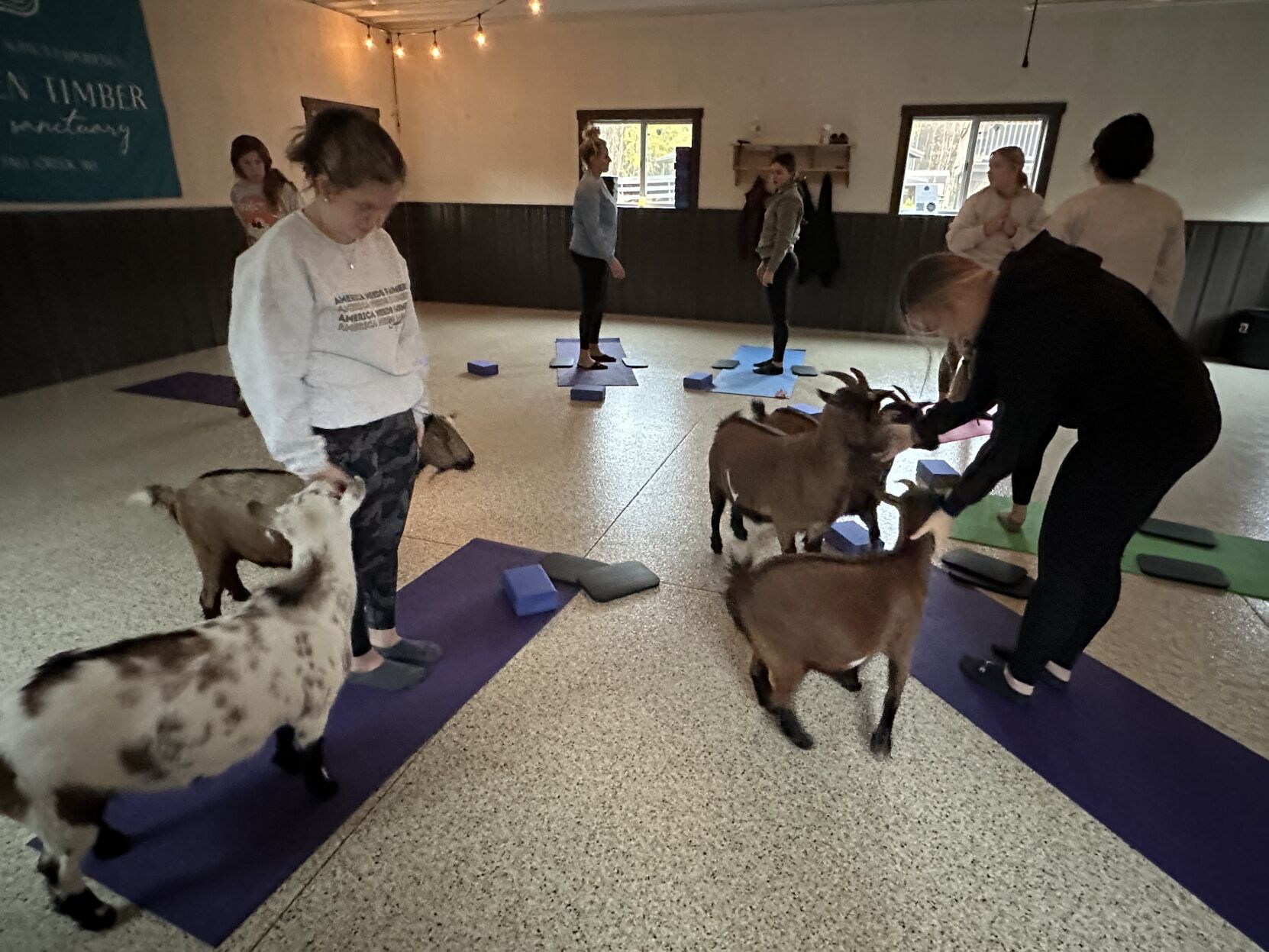 Goat yoga brings tourists to the Chippewa Valley Eye On Eau