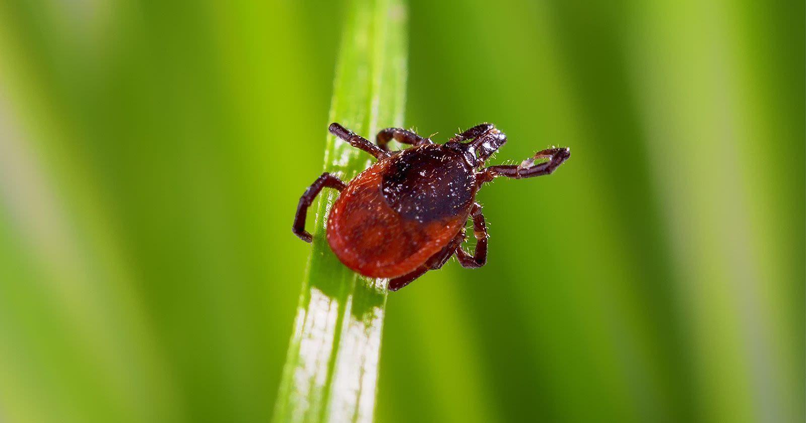 How to remove ticks and what to know about these bloodsuckers - Vimarsana News