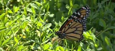Cambridge program aims to help beloved monarch butterflies spread their wings