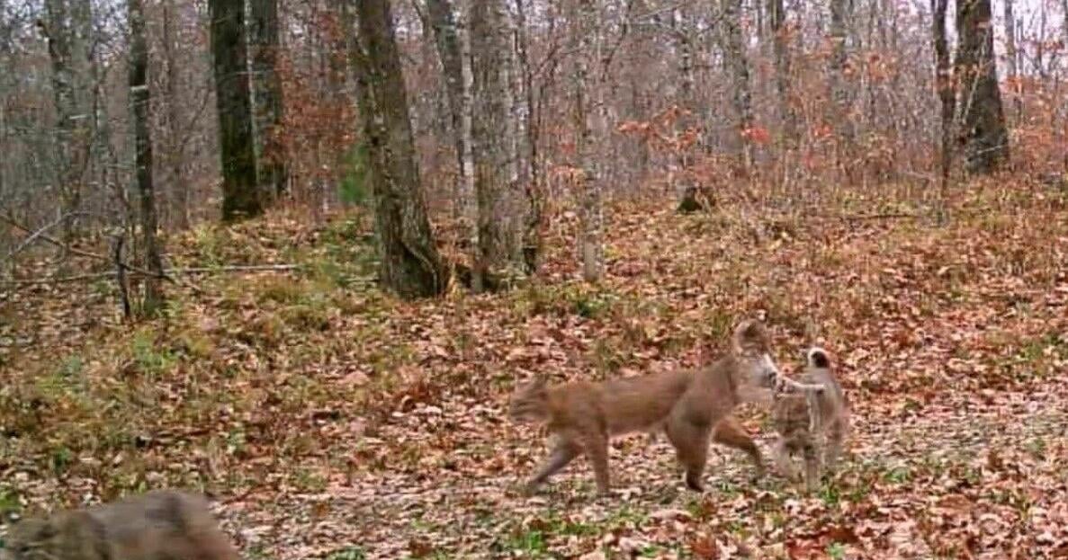 Wisconsin Digging Rodent Video: Viewer-submitted sightings of bobcats in western Wisconsin ...
