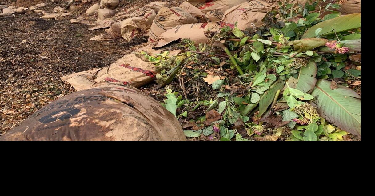 How and where you can properly get rid of yard waste News