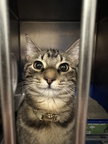 Cat 'arrested' in Janesville adopted by officer who found her