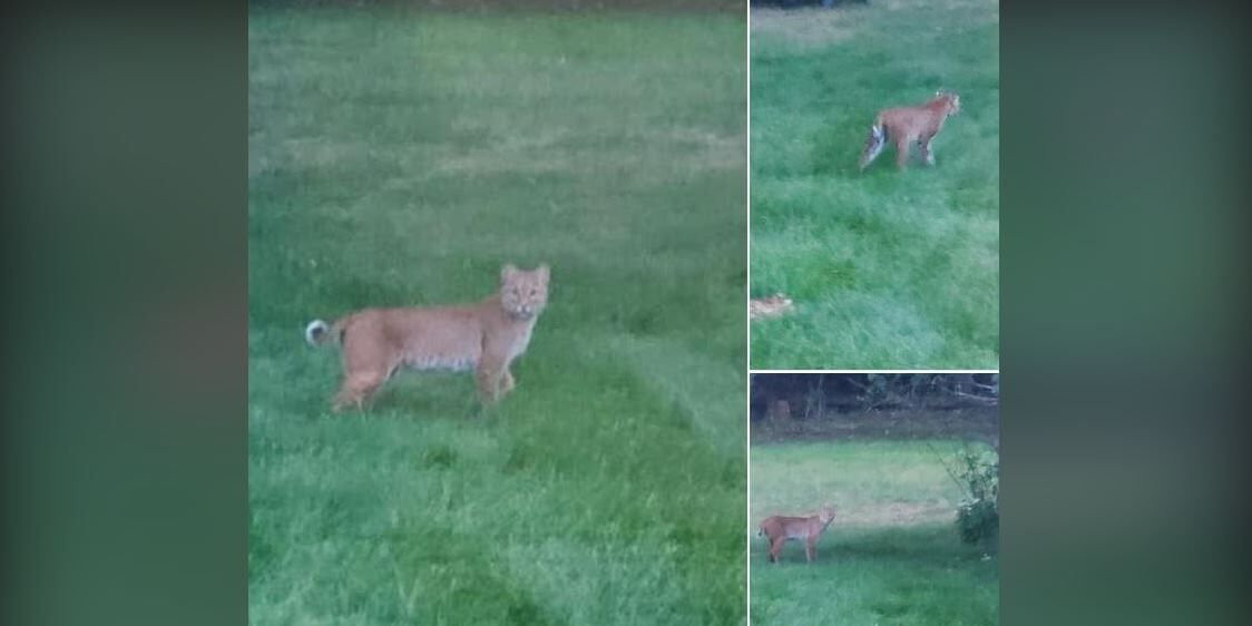 Bobcat sighted in Lake Hallie