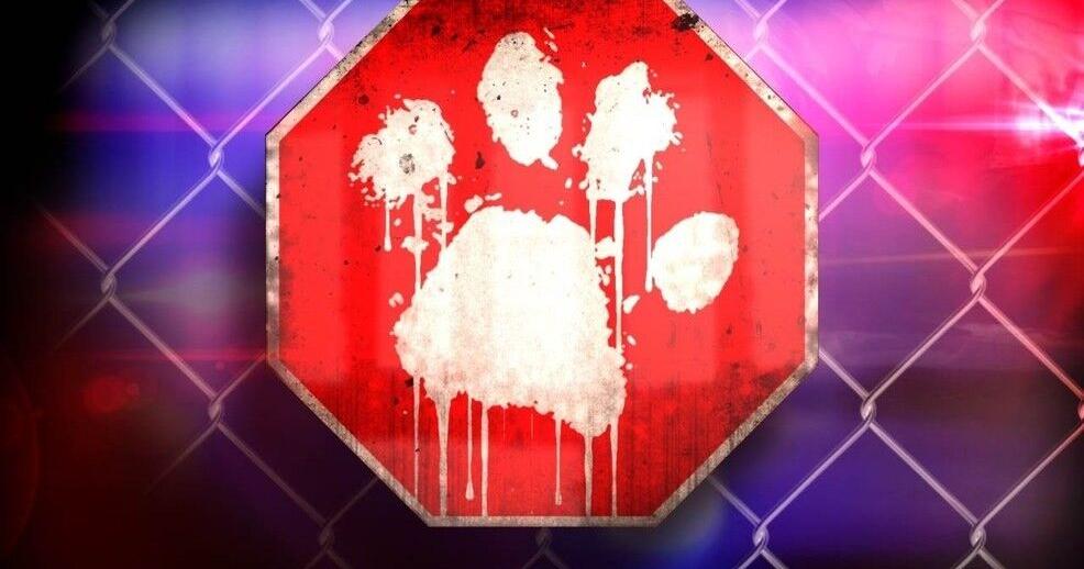 Charges filed after dead cats, nine dogs found in Ladysmith home