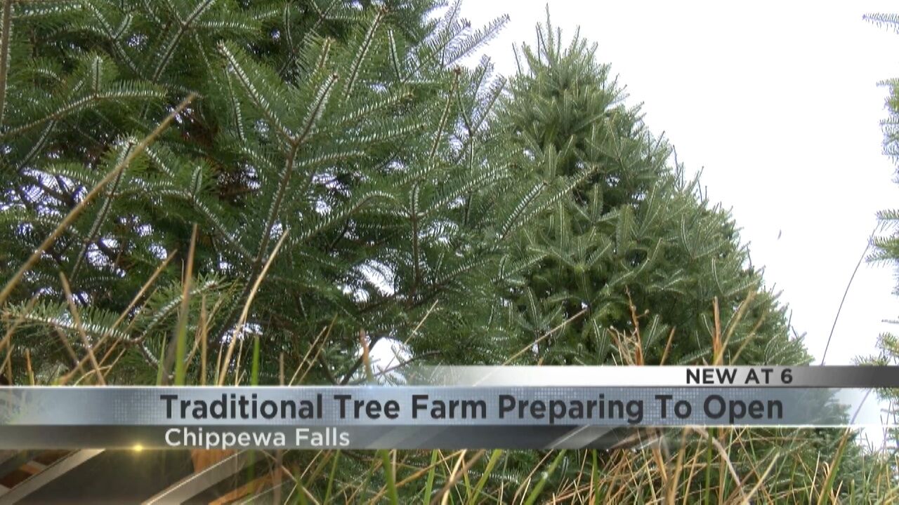 Traditional Tree Farm in Chippewa Falls preparing to open for the