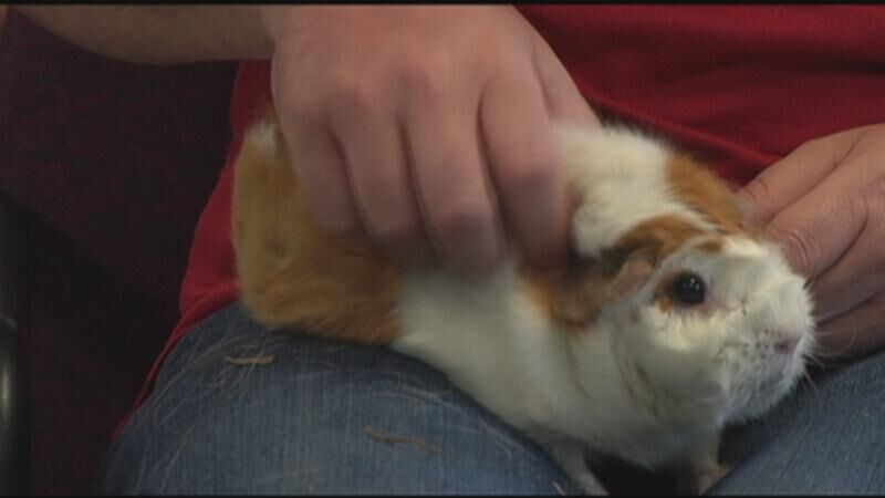 Bugsy store guinea pig