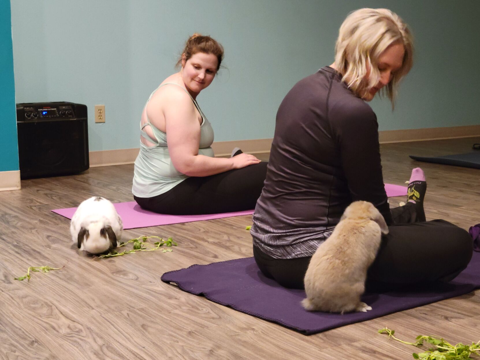 Bunny yoga helps raise money for area rabbit rescues Chippewa