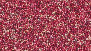 Wisconsin is nation's top producer of cranberries