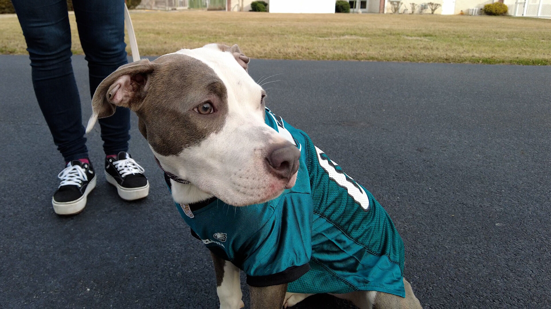 Eagles super bowl dog cheap collar