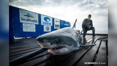 Near 900-Pound White Shark Finds Way To Delaware Bay