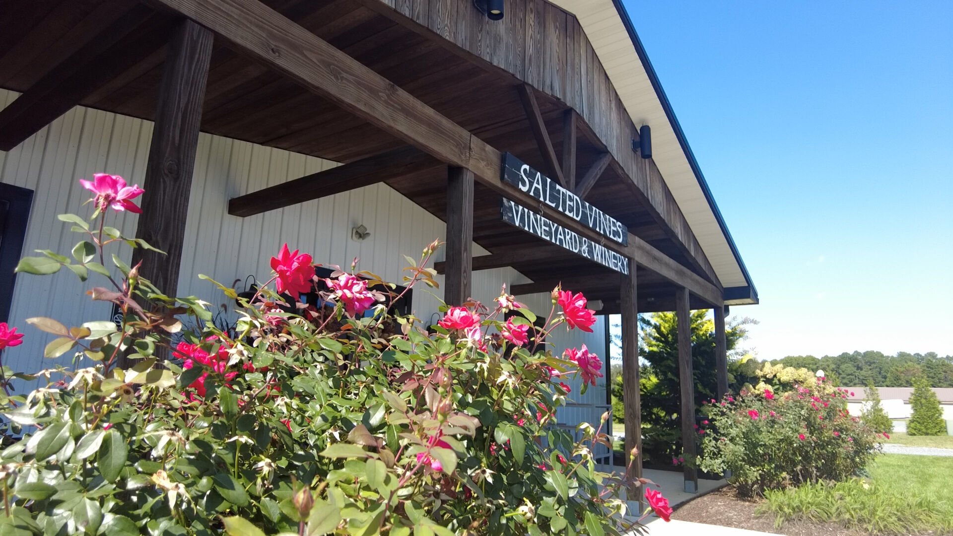 Salted vines outlet vineyard