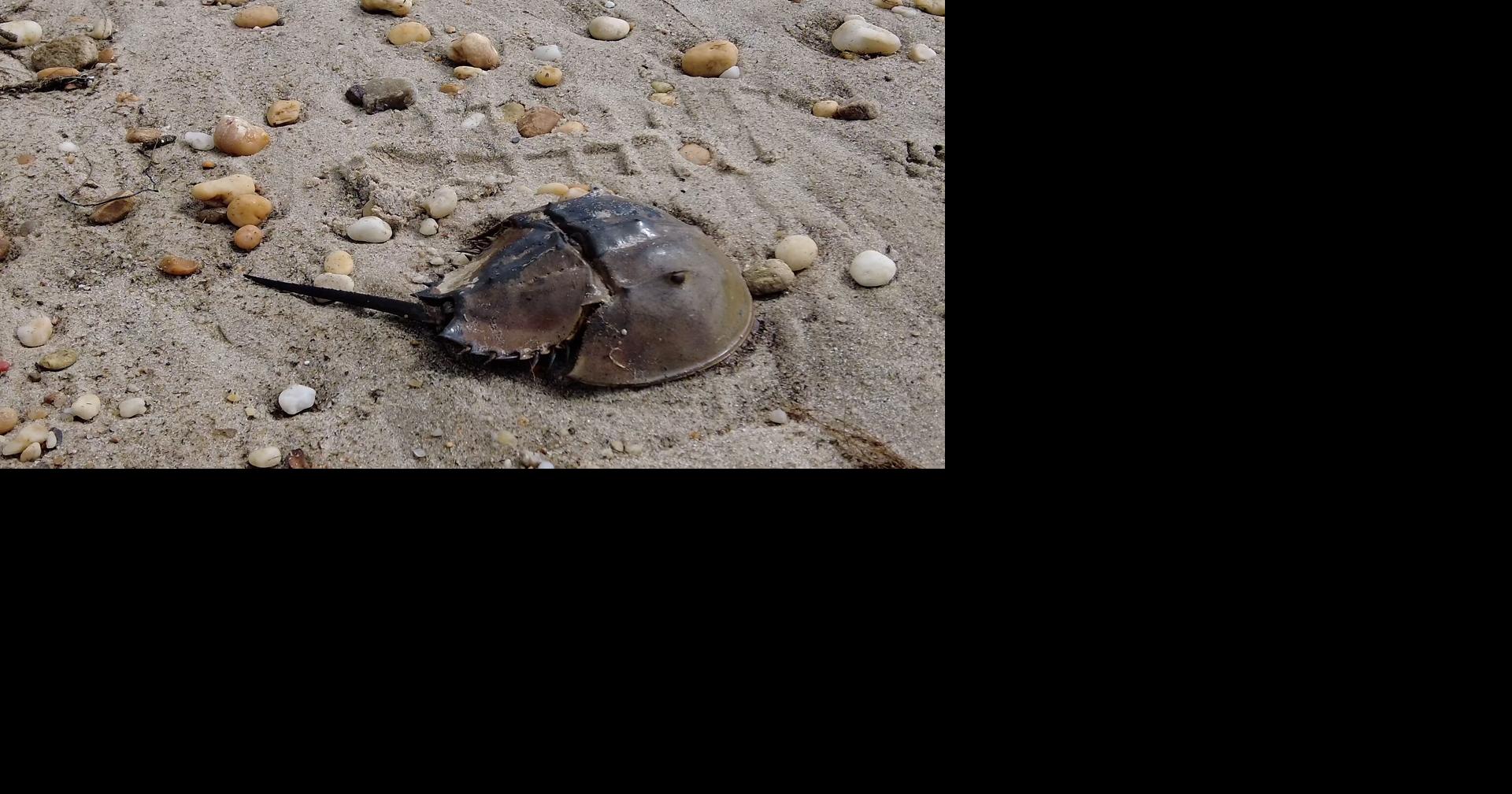 DNREC Asks For Public Comment on Horseshoe Crab Harvesting Changes News