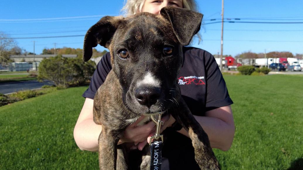 Pet of the Week Juno of BVSPCA Features