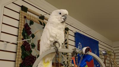 A Local Bird Is Set To Star In An Upcoming Movie