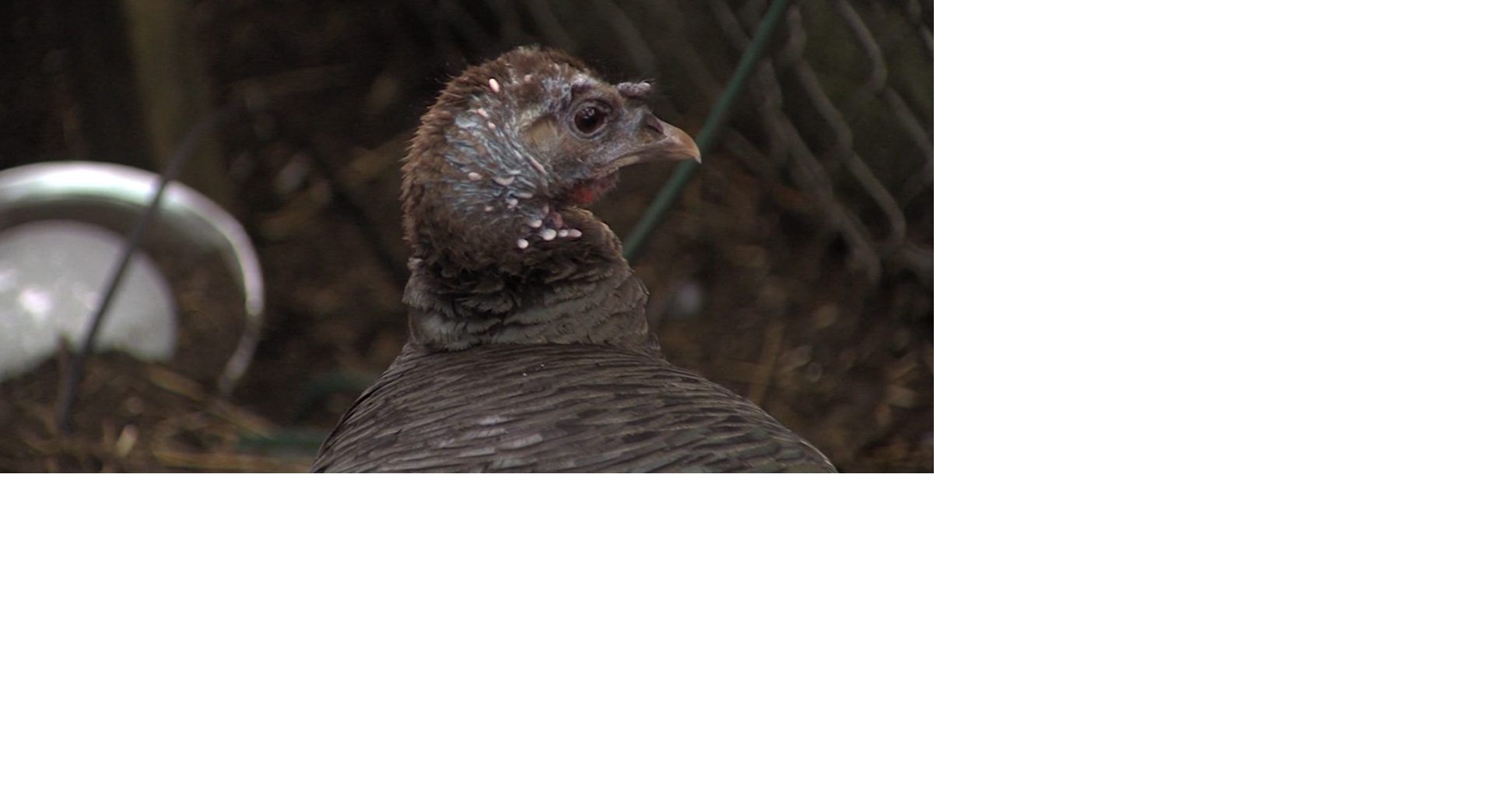 Mandatory Turkey Hunting Classes to be offered in Delaware News