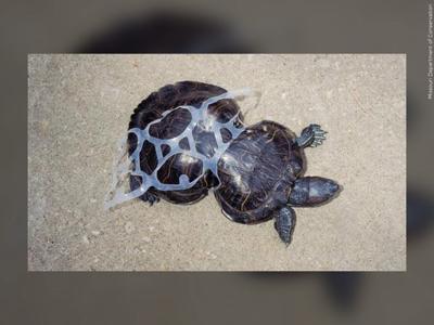 Plastic Ring Wraps Turtle