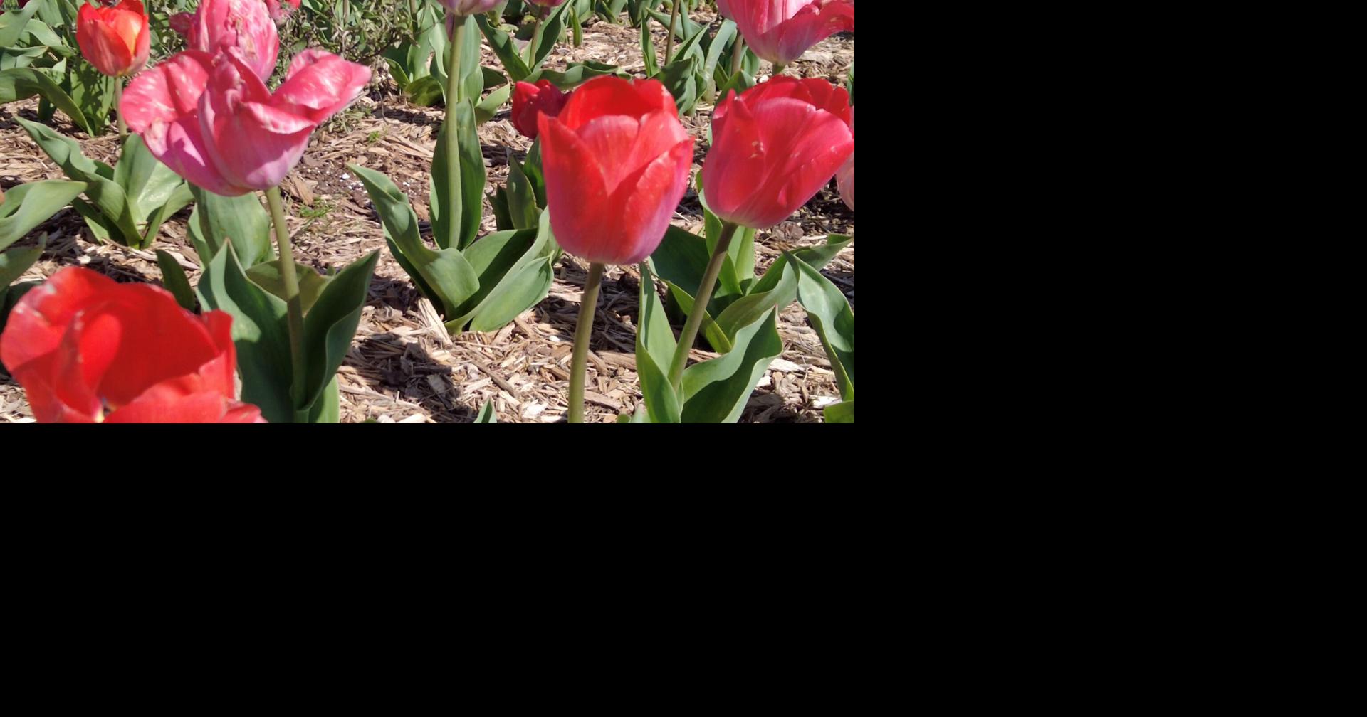 Lewes in Bloom Invites Community to Annual Tulip Dig Delaware