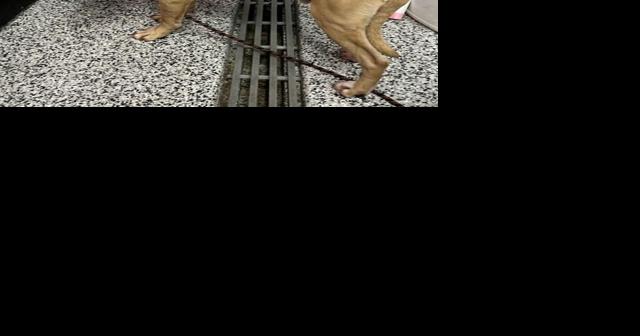 Five Men Face Felonies for Dogfighting in Seaford - Vimarsana News