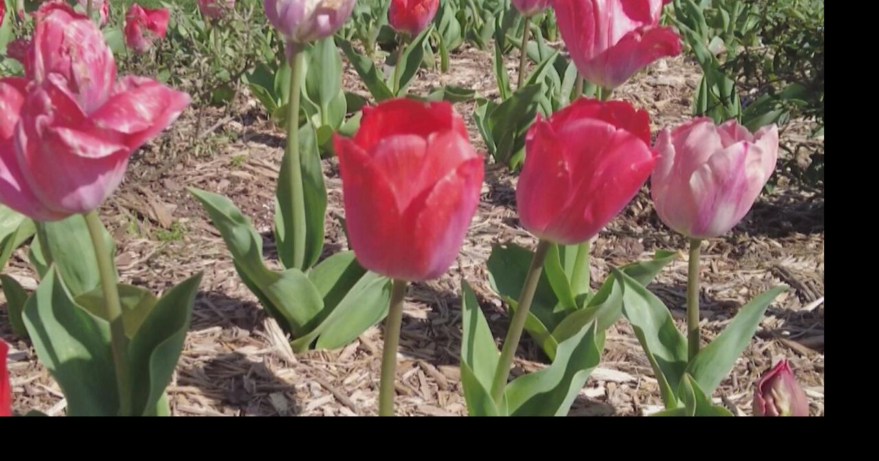 Lewes in Bloom's Tulip Dig Makes Way for Spring Flowers News