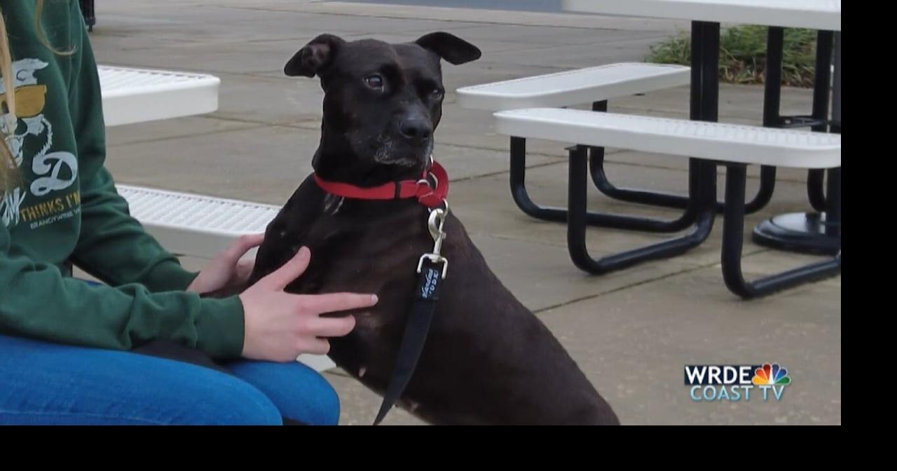 Pet of the Week 12/23/22 Mommas of Brandywine Valley SPCA