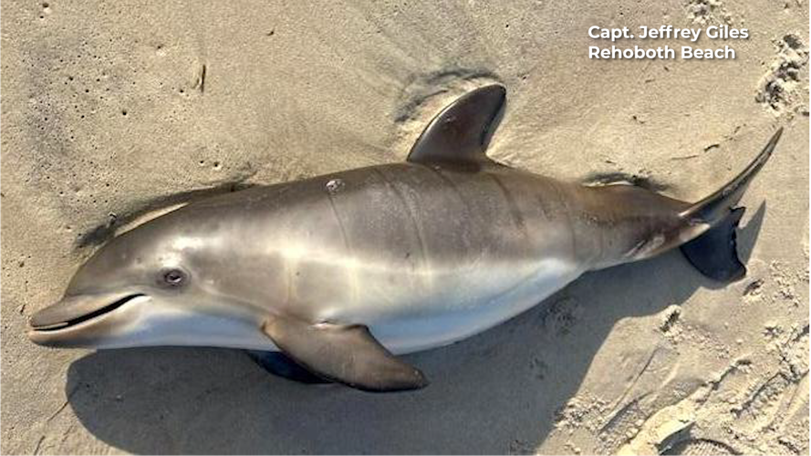 Five Dolphins Found Dead Along Delaware Beaches, News