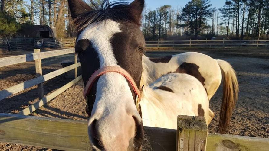 Beebe Ranch for Sale, Museum of Chincoteague Island Trying to Buy