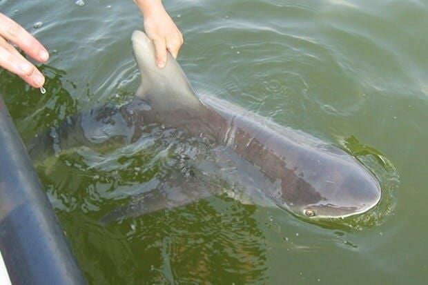 Bull sharks spotted in N.J. river, cops say 