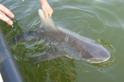 At least 12 Species of Sharks in Chesapeake Bay