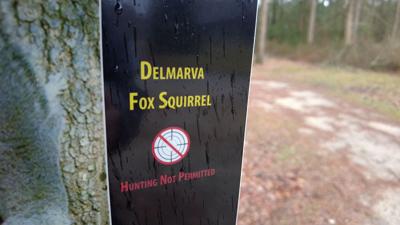 DNREC Working To Bring Delmarva Fox Squirrels Back To Delaware