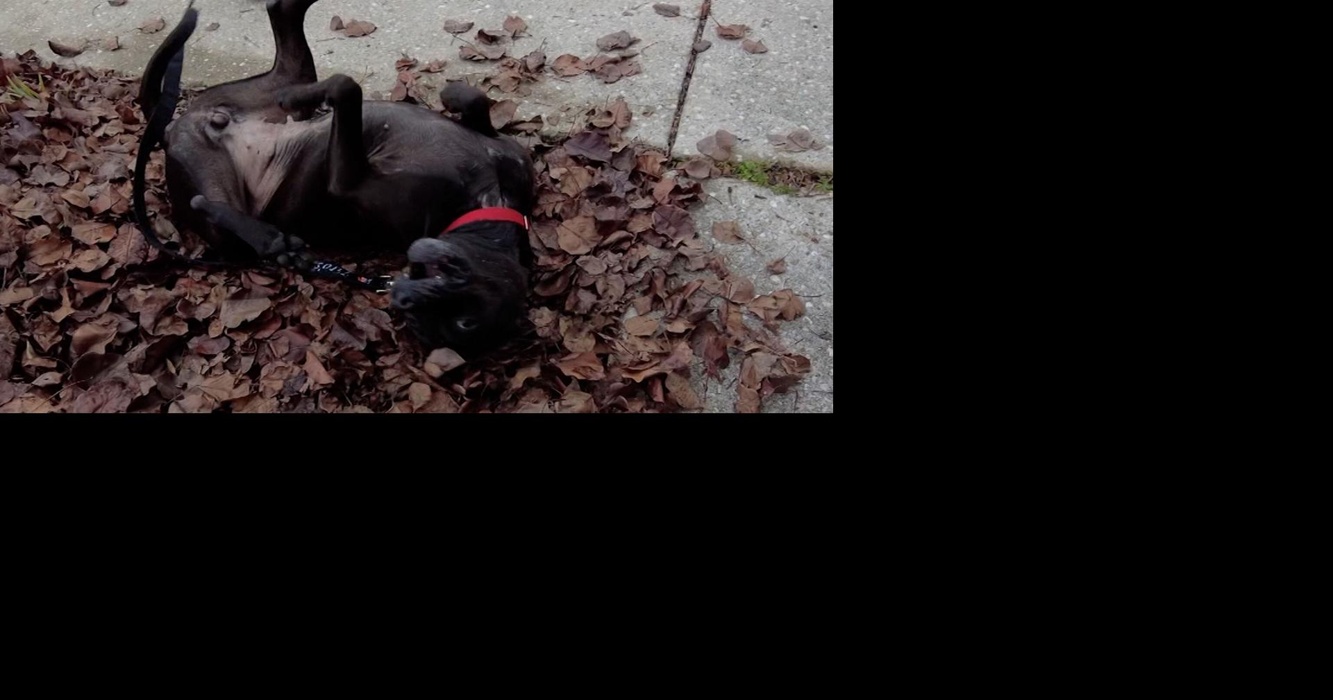 Pet of the Week 12/23/22 Mommas of Brandywine Valley SPCA