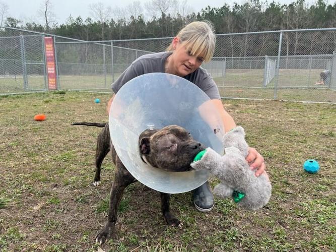 Six Dogs Rescued From Seaford Dogfighting Ring Ready For Adoption