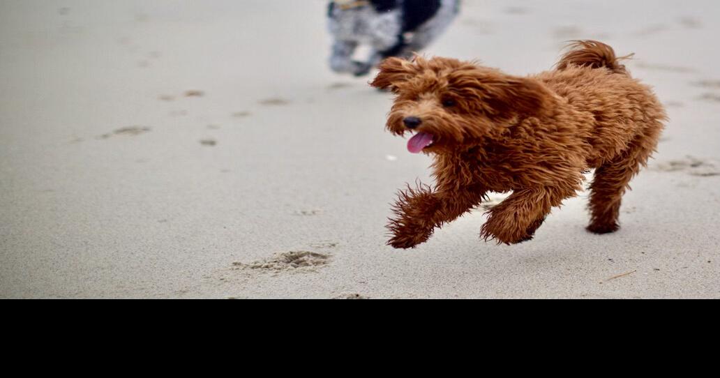 Dewey expands hours for dogs on the beach News